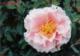 Flower Gardening